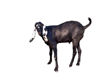 black and white goat png