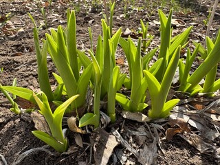 Obraz premium spring onions in the garden