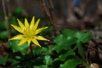 yellow Ficaria verna flower with juicy green leaves in spring forest