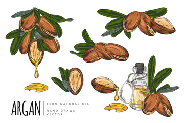 Argan tree branch with leaves and nuts, bottle and drops of oil sketch vector set, dripping oil fruits, hand drawn plant