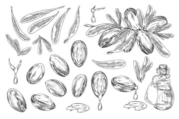 Argan tree branch with leaves and nuts engraved sketch vector set, hand drawn cosmetic and medical plant, bottle of oil
