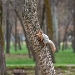 A square photo of a small red molting squirrel with a long fluffy tail in early spring, which sits on a tree trunk with a nut in its mouth and looks at the camera.