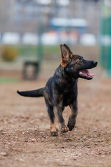 A German Shepherd puppy is being trained. The puppy is playing.