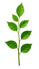 Fototapeta premium Isolated green stem with leaves on white background, foliage, natural elements