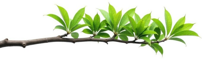 Long isolated tree branch on white background, nature, tree, solo