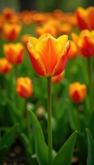 Orange tulip flower in a field of green grass, orange, petals