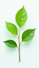 Obraz premium Single isolated branch with delicate texture on white background, leaf, foliage