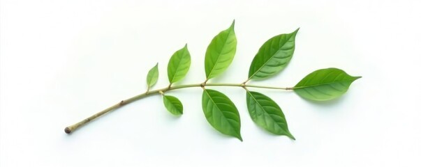 Fototapeta premium Single isolated branch with leaves on white background, natural, minimalist, wood