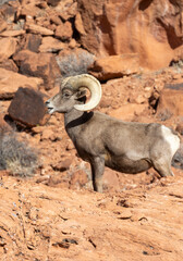 Desert Bighorn Sheep Ram in the Nevada Desert in Winter