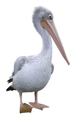 A pink-backed pelican (Pelecanus rufescens) cut out and isolated on a transparent background