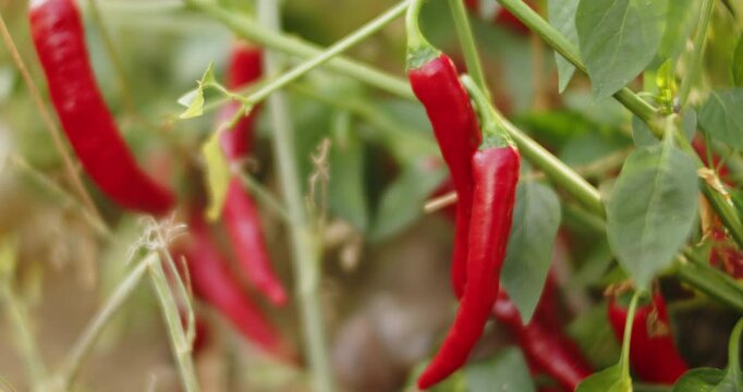 Red hot peppers vibrate on branches in green foliage