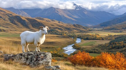 Obraz premium Bengal goat stands majestically on an alpine cliff, surveying a vibrant autumn valley with rivers and mountains in the distance