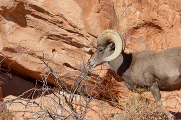 Desert Bighorn Sheep Ram in the Nevada Desert in Winter