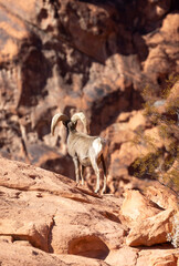 Desert Bighorn Sheep Ram in the Nevada Desert in Winter