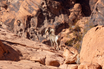Desert Bighorn Sheep Ram in the Nevada Desert in Winter