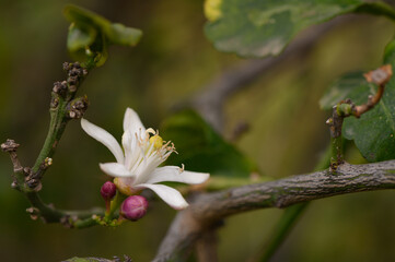 Blooming lemon blossom delights in a sunny garden amidst vibrant greenery and budding fruits