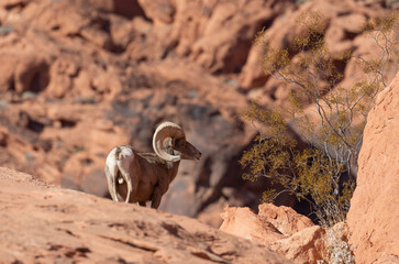 Desert Bighorn Sheep Ram in the Nevada Desert in Winter