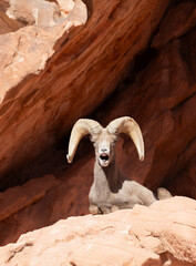 Desert Bighorn Sheep Ram in the Nevada Desert in Winter