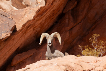 Desert Bighorn Sheep Ram in the Nevada Desert in Winter