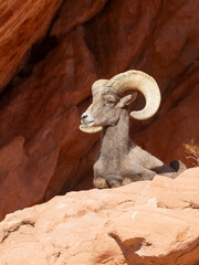 Desert Bighorn Sheep Ram in the Nevada Desert in Winter