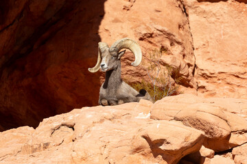 Desert Bighorn Sheep Ram in the Nevada Desert in Winter