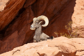 Desert Bighorn Sheep Ram in the Nevada Desert in Winter