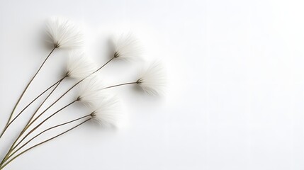 Delicate White Flowers on Simple Background in Minimalistic Botanical Arrangement