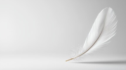 Single white feather on minimalist background