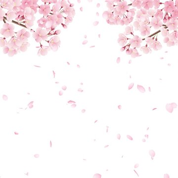 満開の桜と上から下へと花びらが落ちる桜吹雪のループ動画【正方形ビデオ】