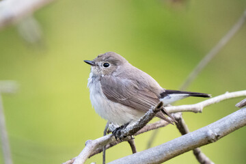 Wonder Of Wildlife, Bird photography