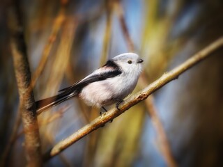 Long-tailed Tit (Aegithalos caudatus) Cute white bird