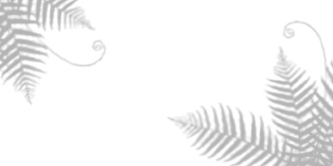 fern leaf shadow effect isolated © sadi