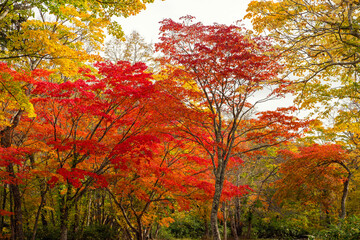 Colorful autumn trees in a park in Hokkaido, Japan