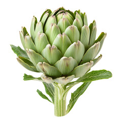 Fototapeta premium Freshly harvested artichoke displays vibrant green hues and intricate petal structure