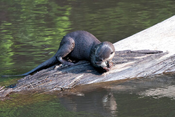 Lutrogale perspicillata eating meal