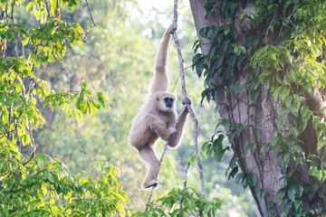 A gibbon climbing on the tree