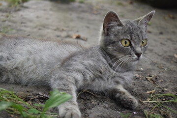 gray cat on the grass