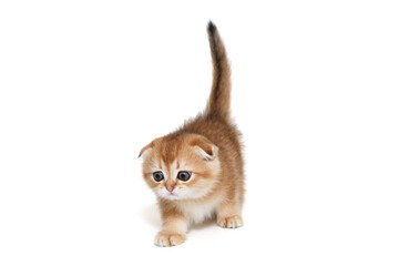  Scottish fold  kitten  walks forward