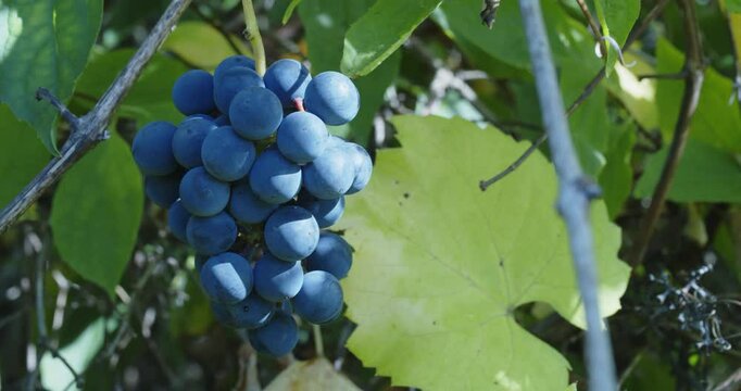 A small bunch of wild blue grapes vibrates on a branch in the thicket