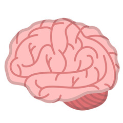 Brain