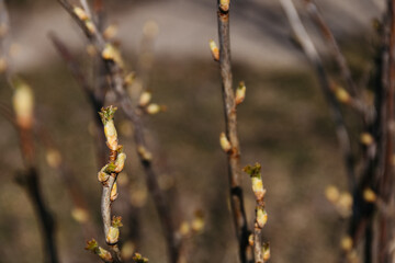The first spring gentle leaves, buds and branches macro background.