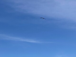 Clear blue sky and bird in flight.