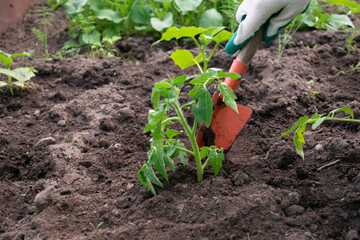 farmer planting to soil tomato seedling in a garden bed