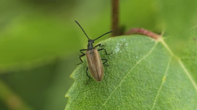 A brown beetle crawls on a green leaf and wiggles its whiskers