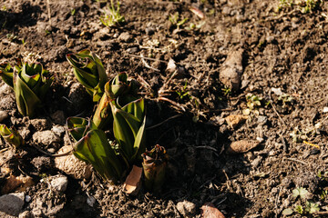 small green plant is growing in the dirt. The plant is small and has a lot of leaves.