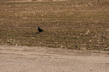 The crow is standing on dry grass..