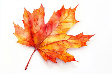 Obraz premium Vector watercolor of an autumn maple leaf on a white background.