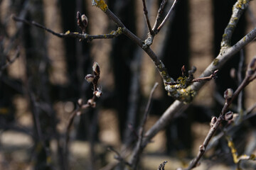 the first spring gentle leaves, buds and branches macro background.