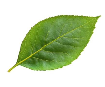 Close-up of a vibrant green leaf.  Healthy foliage, detailed veins, and crisp edges
