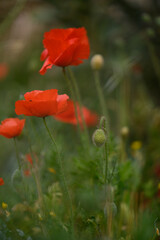 Vibrant red poppies bloom in a lush garden during the soft light of an early morning